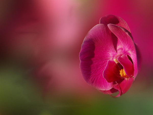 Orchid Dream Wallpaper