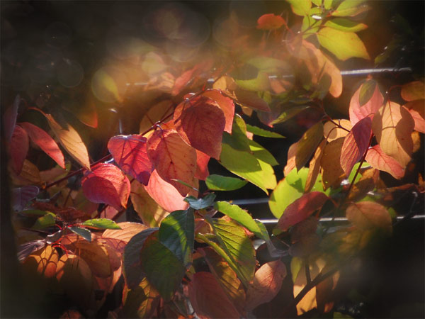 Rose Autumn Wallpaper