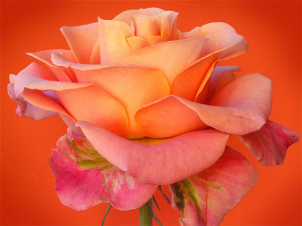 wallpaper roses. Rose Wallpaper Design